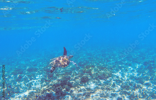 Green sea turtle in shallow seawater. Tropical nature of exotic island. © Elya.Q