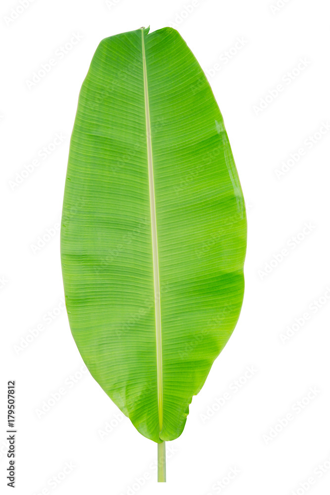 banana leaf isolated on white background, File contains a clipping path. banana leaf isolated on white background, File contains a clipping path.