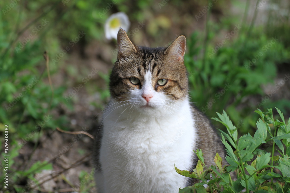 Katze im Garten Katze im Garten