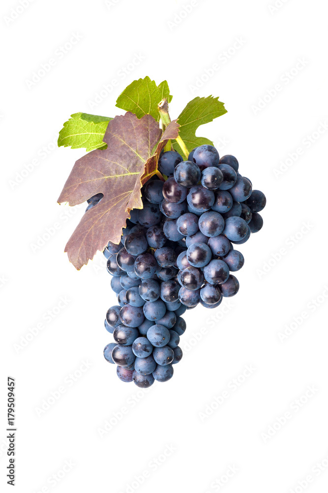 Fototapeta premium Grapes