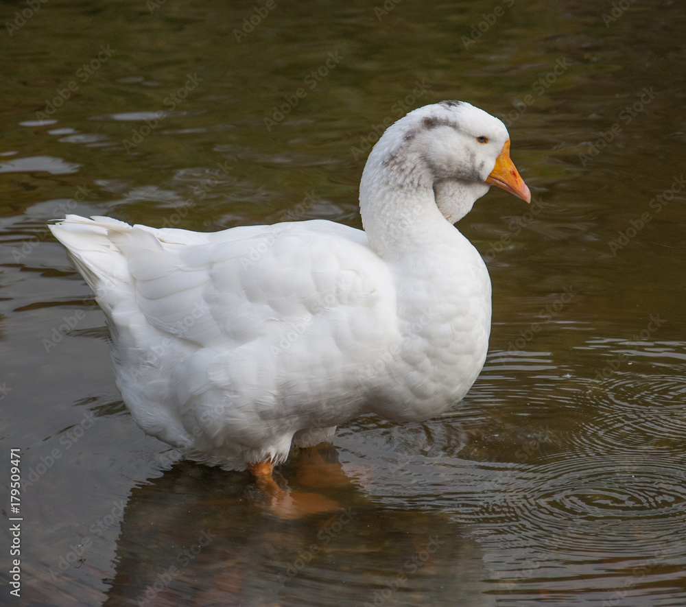 White goose in the water - weiße Gans im Wasser 