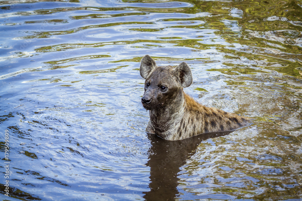 Spotted hyaena in Kruger National park, South Africa Spotted hyaena in Kruger National park, South Africa