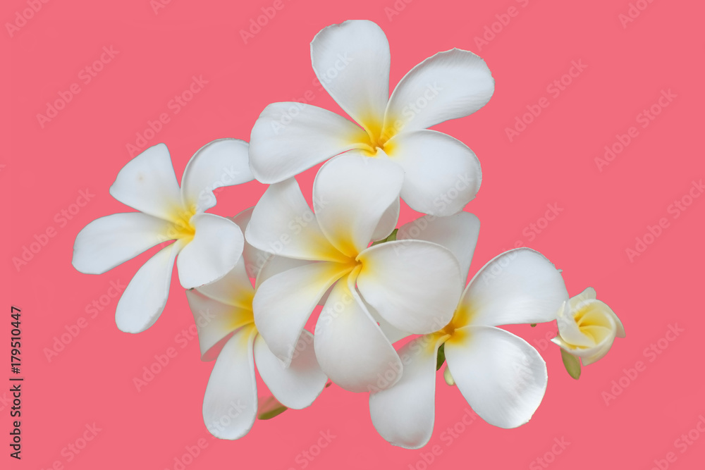 Naklejka premium White flower, Close up petal of white Plumeria flower or white flowers isolated use for web design and flower background