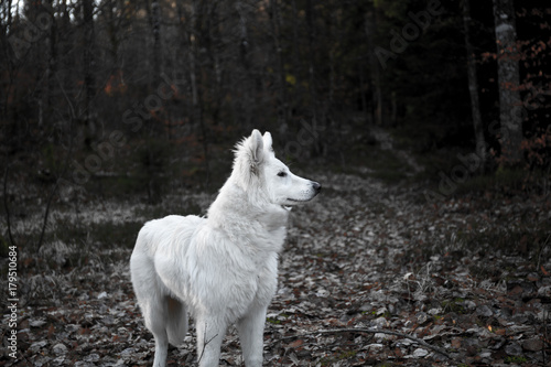 Schweizer Sch  ferhund im Wald