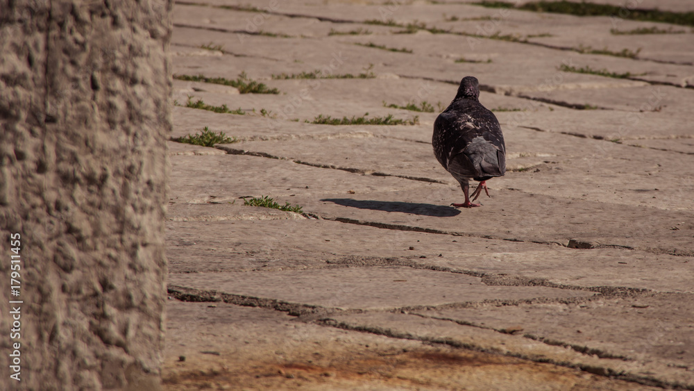 Obraz premium Close up romantic view of one grey sad pigeon walking away, alone and sad. Autumn in Opatija, Croatia, Europe.