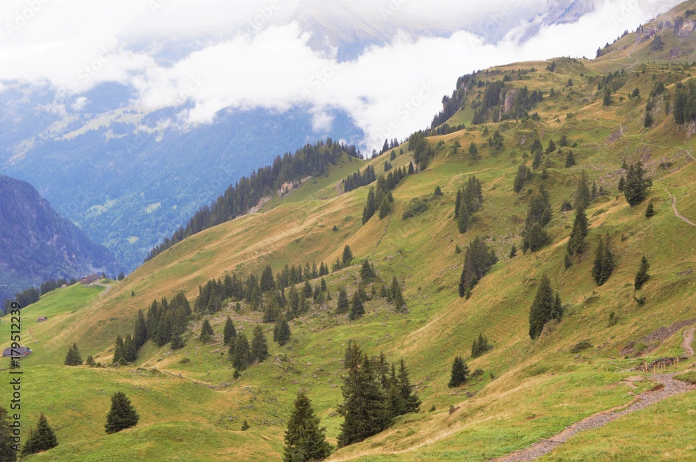 Obraz premium Stunning view of alpine forest, mountain range and mist in Schynige Platte, Jungfrau region, Switzerland