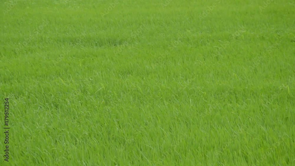panning of grass flowering from winter windy blowing in field panning of grass flowering from winter windy blowing in field