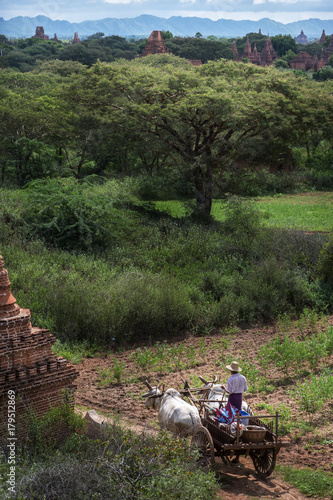 Peasants life on the territory of the old temples of Bagan, Myanmar (Burma)