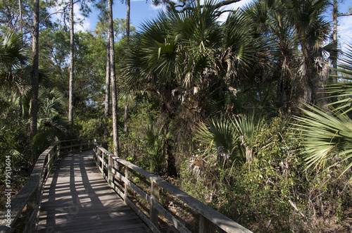 Cyprès chauve, Taxodium distichum, Palmier des Everglades, Acoelorrhaphe wrightii, Corkscrew Swamp sanctuary, SanctCorkscrew Swampuaire d'Audubon, Floride, Etats Unis photo