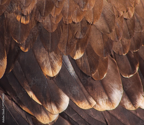 plumage of a golden eagle