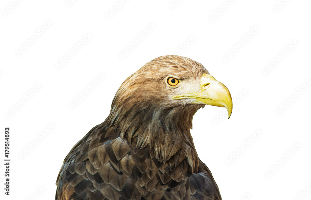 Obraz premium Eagle on a white background