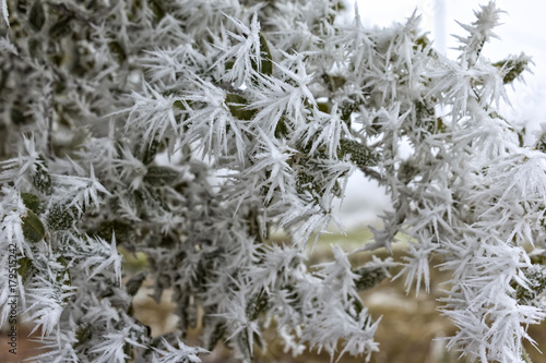 Detail of leaves on which crystals of hoarfrost