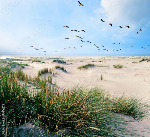 Langeoog, Fliegen, Freiheit, Urlaub, Entspannung: Wildgänse an einer Ostseeküste :)