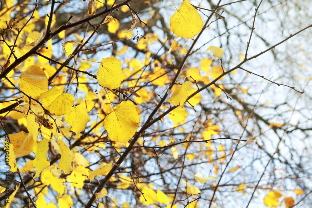 Autumn Linden tree leaves and branches on sky background. Autumn Linden tree leaves and branches on sky background.