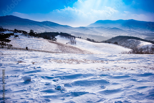 Pyeongchang, Gangwon-do, South Korea - Daegwallyeong Yangtte Farm with heavy snowfall.