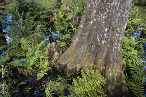 Cyprès chauve, Taxodium distichum, Fougère de Boston, Nephrolepis exaltata, Corkscrew Swamp sanctuary, SanctCorkscrew Swampuaire d'Audubon, Floride, Etats Unis photo