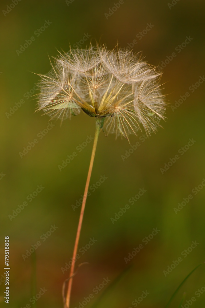 Dry dandelion on a green background. Dry dandelion on a green background.