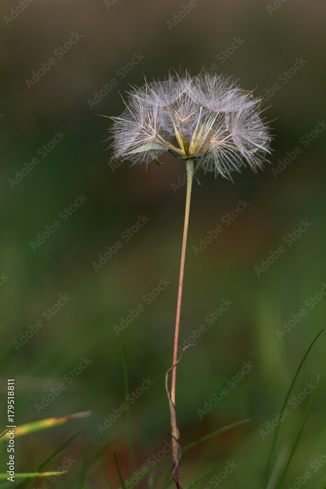 Dry dandelion on a green background. Dry dandelion on a green background.