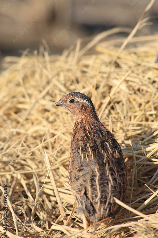 Japanese quail (Coturnix japonica) male in Japan Japanese quail (Coturnix japonica) male in Japan