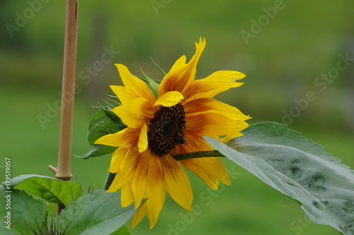 Sunflower with green background