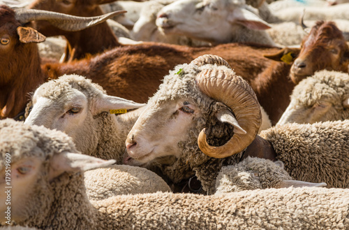 Flock of sheep passing through Madrid on the occasion of the feast of transhumance