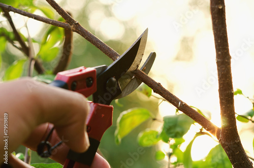 hand pruning tree and pruning shear in garden with sunset background