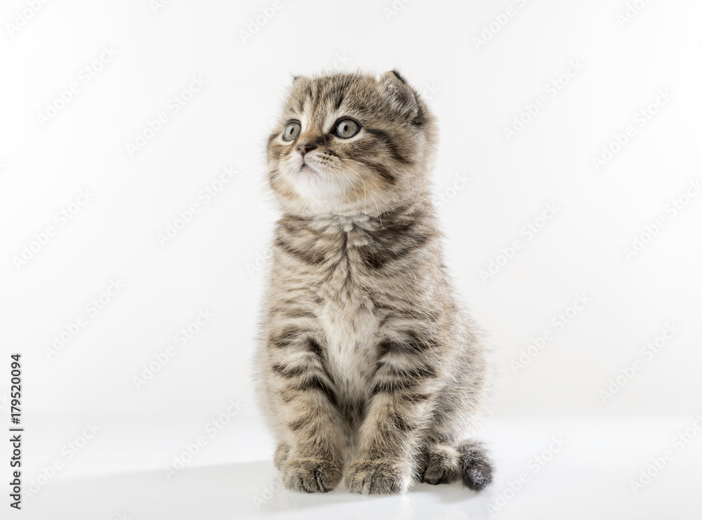 portrait of a cute kitten of a Scottish Fold cat on a white background looking attentively