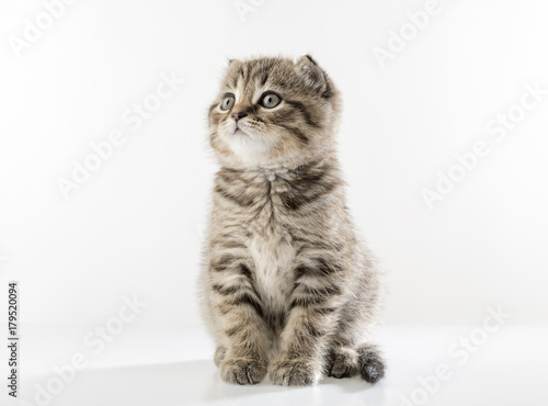 portrait of a cute kitten of a Scottish Fold cat on a white background looking attentively