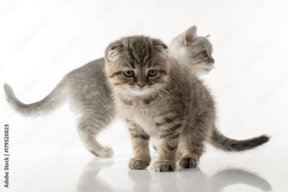 portrait of a cute kitten of a Scottish Fold cat on a white background looking attentively portrait of a cute kitten of a Scottish Fold cat on a white background looking attentively