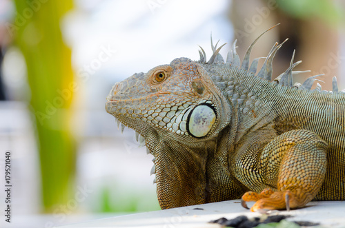 Close-up photo portrait of a big lizard reptiles Iguana