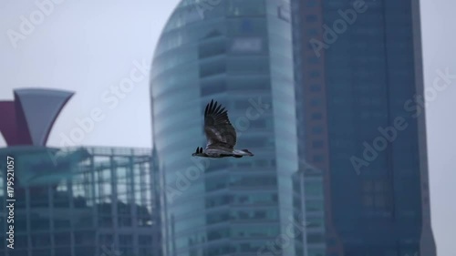 Predatory Bird on the Background of the Skyscrapers. Slow Motion