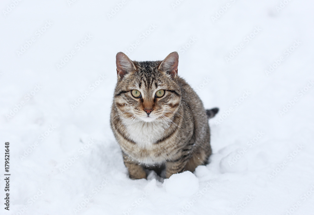 Fototapeta premium cat playing with snow