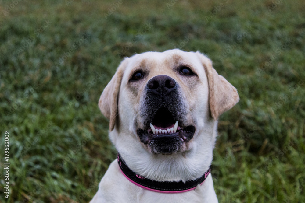 Labrador dog on a background of green grass