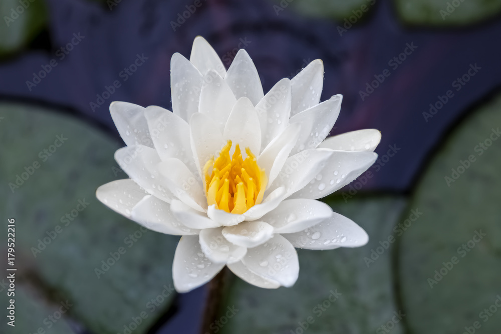 White Lily With Yellow Center in Pond Blurry Lily Pad and Water in Background White Lily With Yellow Center in Pond Blurry Lily Pad and Water in Background