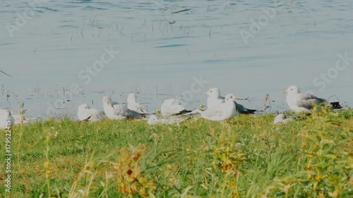 Summer idyll (Granchester meadows). A warm quiet day and seagulls Larus ridibundus resting on meadow lake. Voices of black-headed gulls
 photo