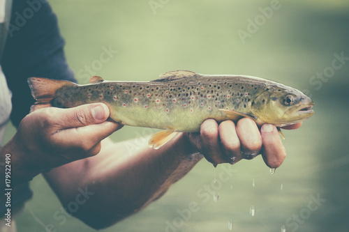 Fototapeta Naklejka Na Ścianę i Meble -  Fly fisherman with brown trout
