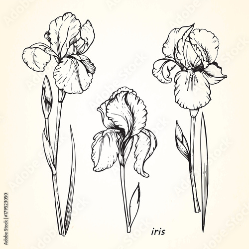 Set of hand-drawn Iris, vector