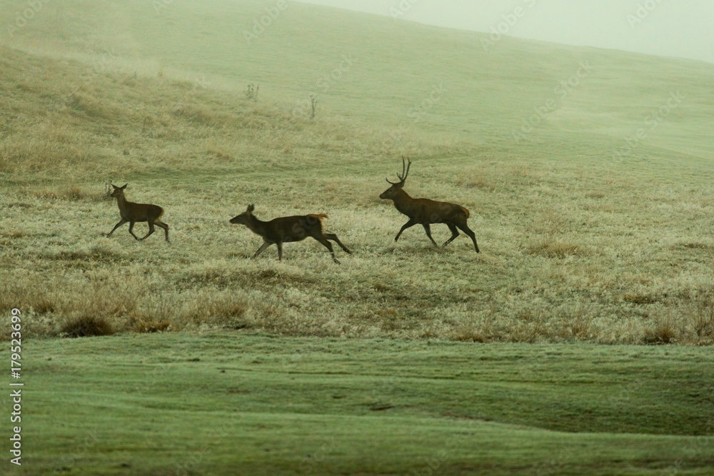 Naklejka premium Cervi
