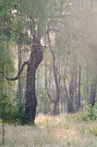 Nationalpark Müritz, Mecklenburg-Vorpommern, Deutschland photo