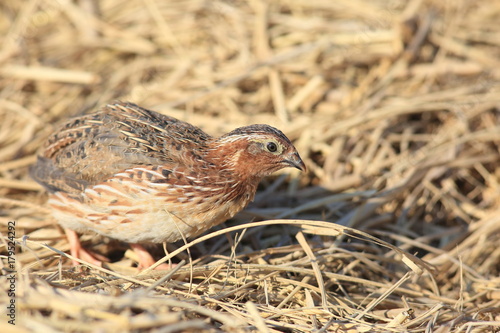 Japanese quail (Coturnix japonica) male in Japan