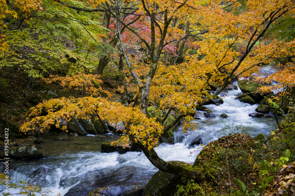 紅葉