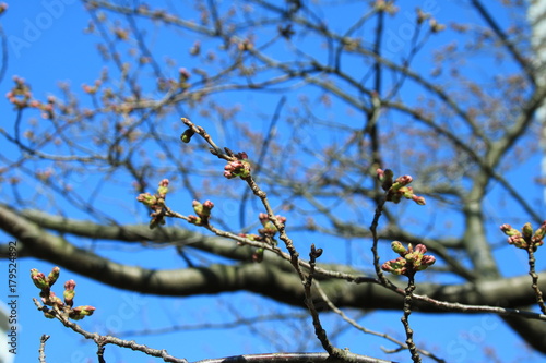 もうすぐ開花の桜のつぼみたち