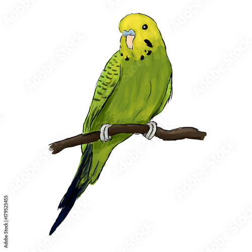 Yellow and green Budgie parrot bird, Budgerigar sitting on a branch. EPS vector detailed drawing included.