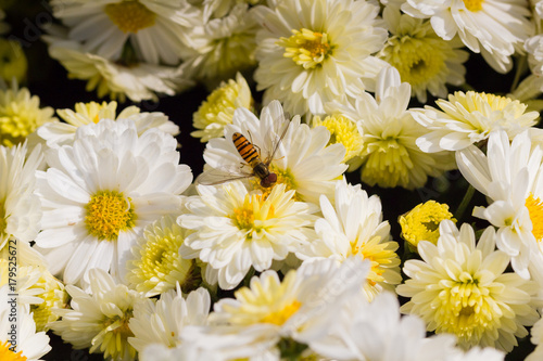 compositae chrysanthemum morifolium ramat 