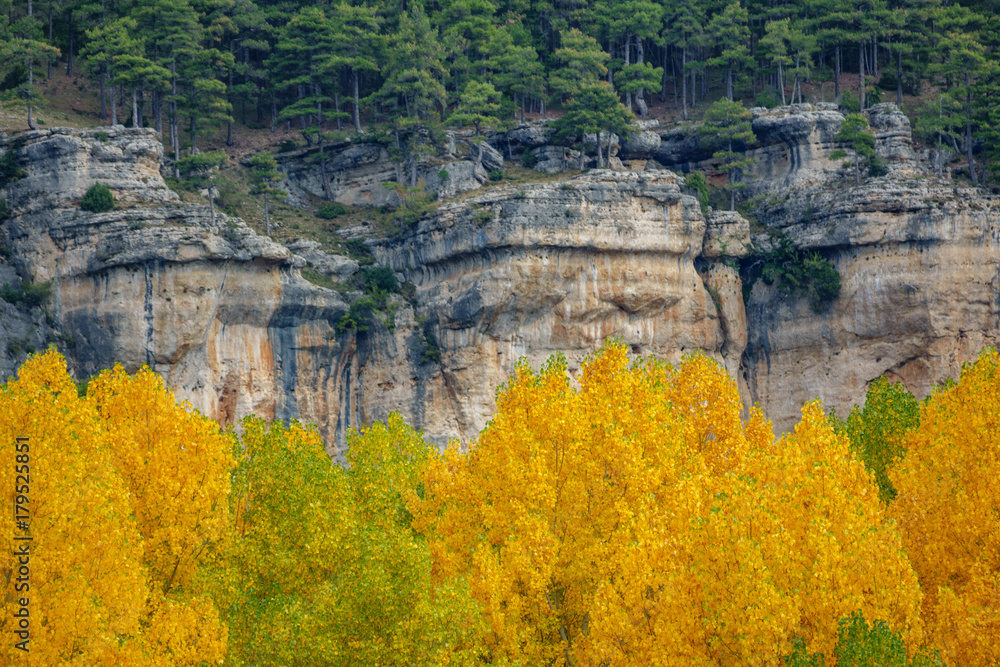 Fototapeta premium Poplar trees in yellow color with blurred rocks in the background