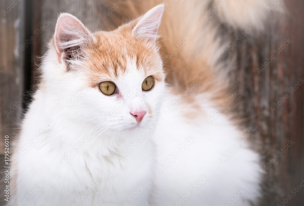 Cute cat looking curious in outside