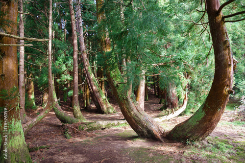 Mysterious pine tree forest