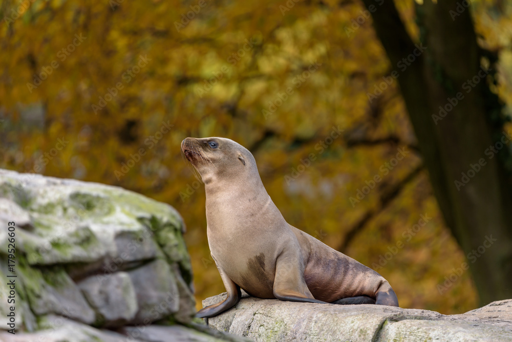 Fototapeta premium Kalifornischer Seelöwe
