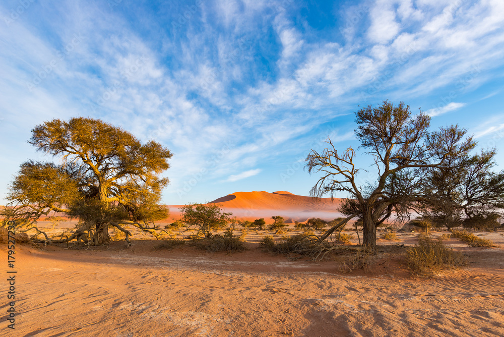 Obraz premium Sossusvlei Namibia, scenic clay salt flat with braided Acacia trees and majestic sand dunes. Namib Naukluft National Park, travel destination in Africa