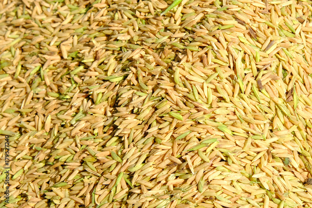 Closeup paddy rice seed background